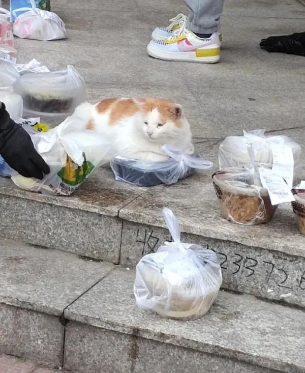 主人在給客人美甲時，貓主動過來趴著給人放手用，這也太乖了