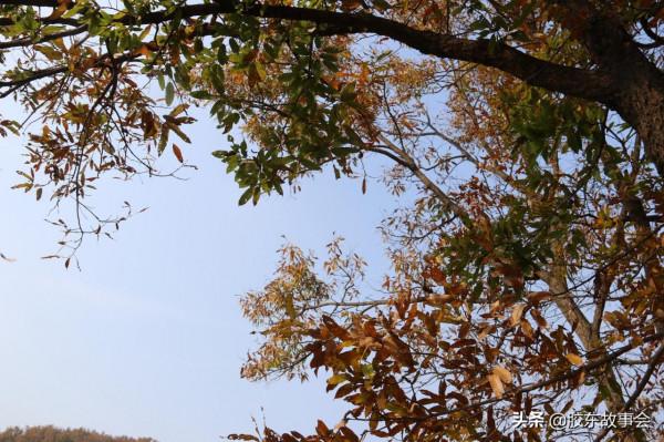 寒衣節祭祖,過去墓碑上常見的“處士”應該作何解釋? 寒衣節祭祖,過去墓碑上常見的“處士”應該作何解釋?