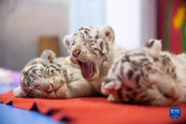 白虎幼崽“三姐妹”亮相迎虎年