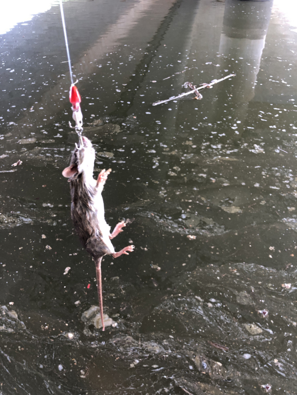 除了釣不到魚，真的什麼都能釣到，你都釣起來過哪些奇葩？