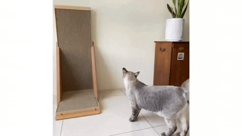 貓抓板豎立，貓咪面壁鑿光