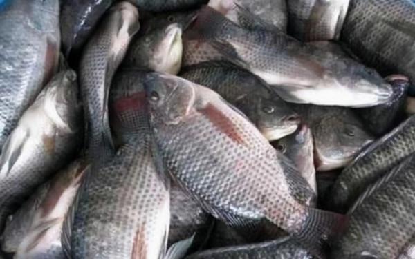 讓國人頭疼75年的羅非魚，因肉質粗糙遭嫌棄，為何美國大量進口？