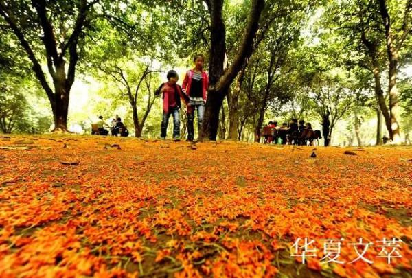 「華夏文萃」特刊 中秋萬家樂 「華夏文萃」特刊 中秋萬家樂