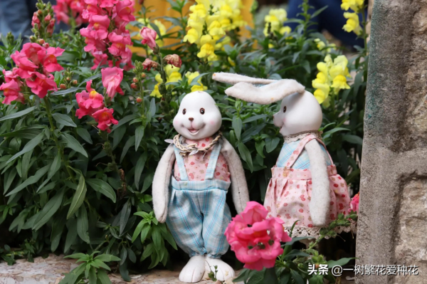 秋天是這10種花卉的天下,薰衣草、大麗花、薰衣草種在花園超美 秋天是這10種花卉的天下,薰衣草、大麗花、薰衣草種在花園超美