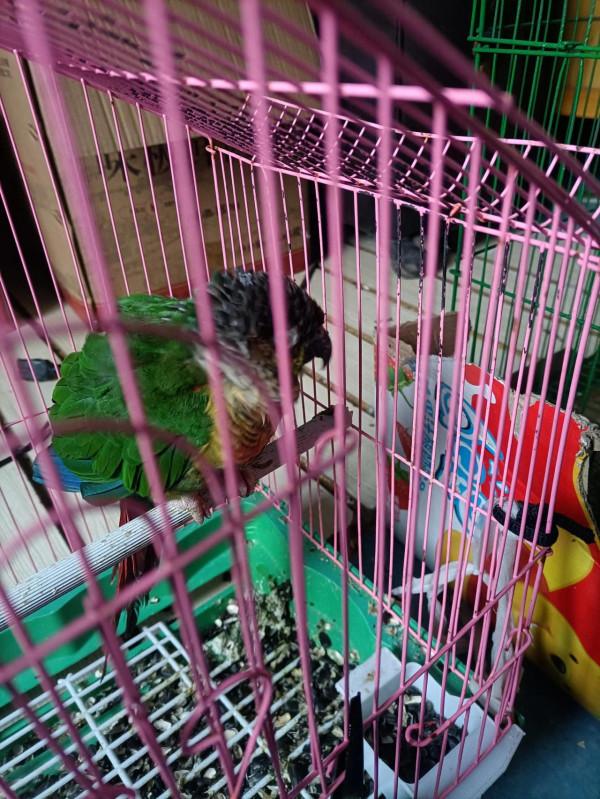 喜歡鸚鵡的大神，幫我看看我的鳥什麼情況。萬分感謝