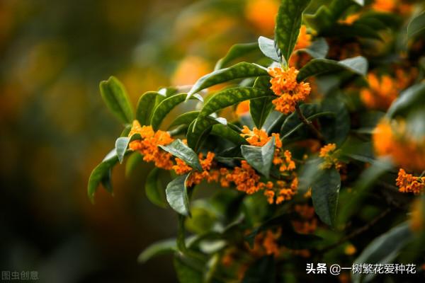 秋天是這10種花卉的天下,薰衣草、大麗花、薰衣草種在花園超美 秋天是這10種花卉的天下,薰衣草、大麗花、薰衣草種在花園超美