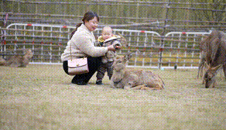 多圖預警｜鹿島公園&amp;趣玩萌寵節今日盛大開放