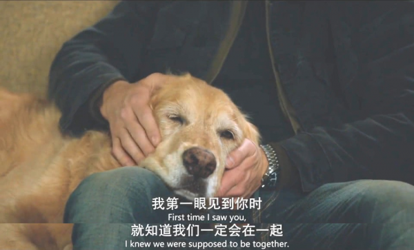 《一條狗的使命》一隻喜歡賽車的狗狗有多疼愛它的主人