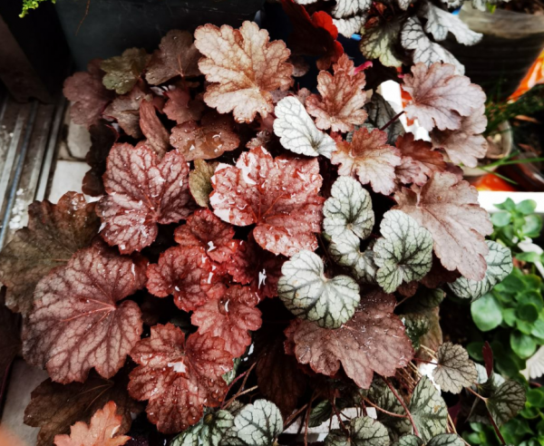 種耐陰花,葉子美得像油畫,放角落也能爆盆 種耐陰花,葉子美得像油畫,放角落也能爆盆