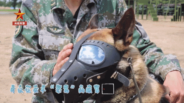 軍犬5000米高空跳傘，一臉淡定，網友：這是哮天犬吧