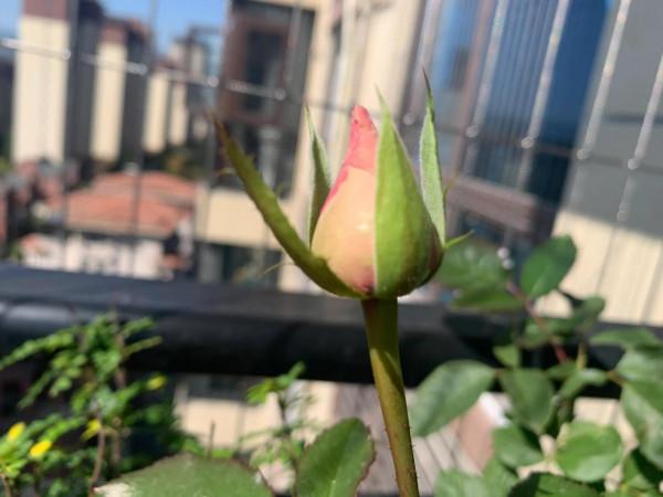 承載了千年的情深，溫柔了歲月的情語（詩詞）