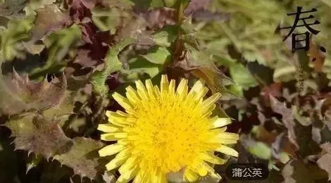 春天吃這4種&quot&semi;不花錢&quot&semi;的菜，比啥補藥都好！可惜很少人知道