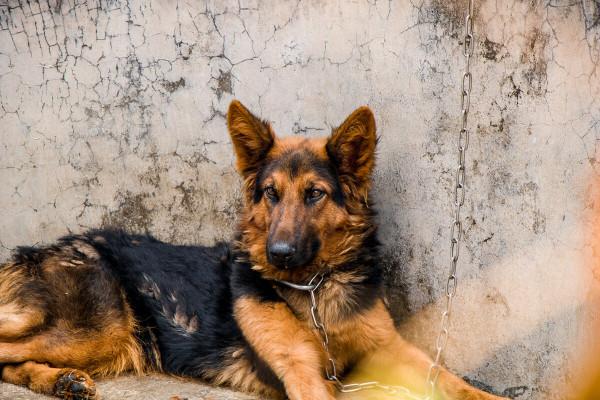 狗界最“通人性”的3種狗,你對它好,它會守護你一輩子 狗界最“通人性”的3種狗,你對它好,它會守護你一輩子