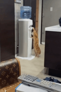 40張奇特而有趣的貓照片，看了讓人心情愉快