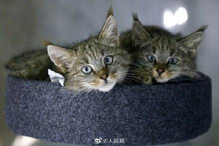 生態向好，高原喵星人萌態歸來