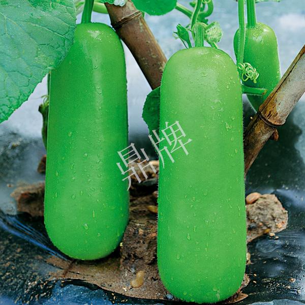 全國瓠瓜品種比較多，我們如何選種了？早熟瓠瓜一畝收益2萬元