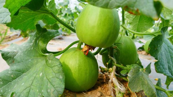蔬菜正確的補鈣方法,農戶牢記3點,花錢少,補鈣效果好 蔬菜正確的補鈣方法,農戶牢記3點,花錢少,補鈣效果好
