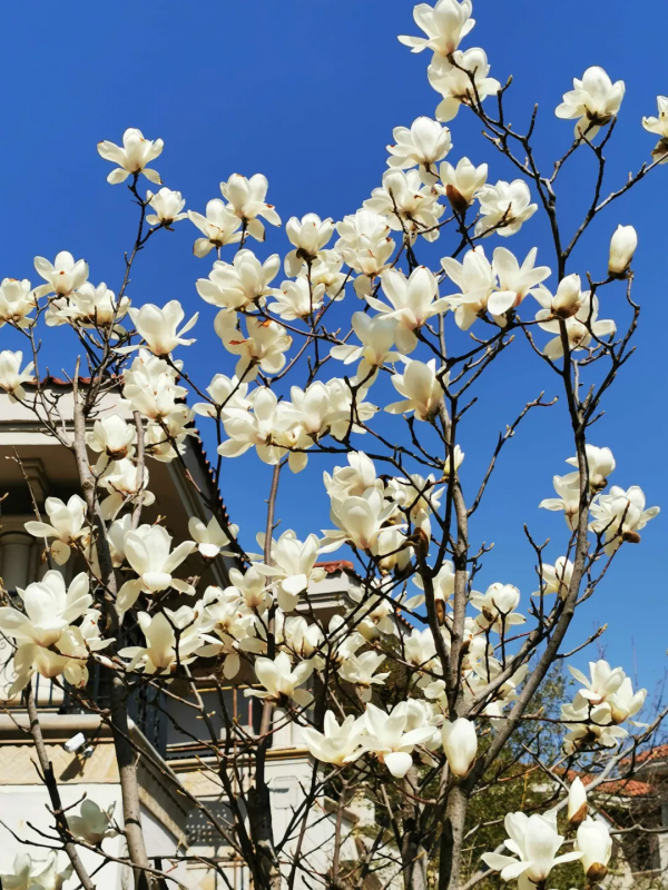 東北花友走遍歐洲著名花園,回國後建了座四季有花的北方花園 東北花友走遍歐洲著名花園,回國後建了座四季有花的北方花園