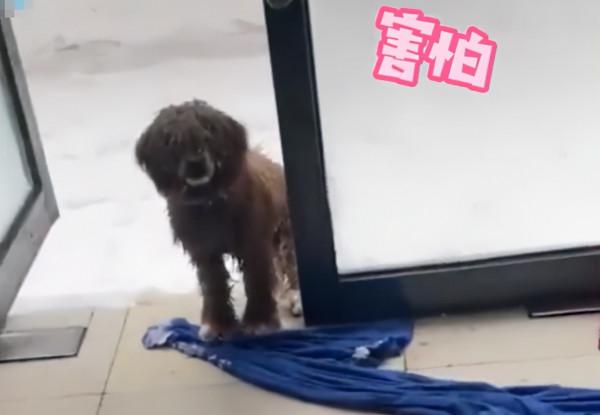 天津一流浪狗被凍到腳上結冰，遇到好心店主收留，最後一幕太暖了