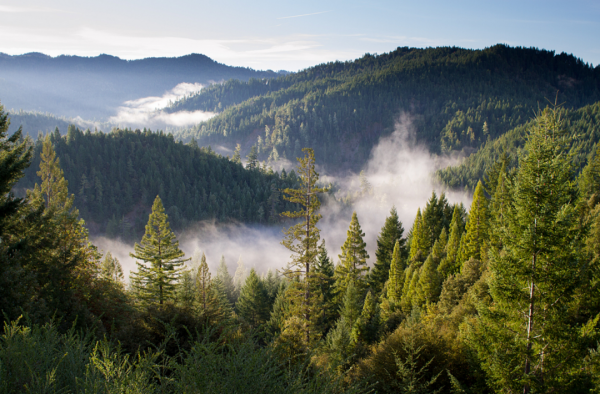 地球正在變綠？原因在中國和印度，專家卻對印度的“綠”十分擔憂