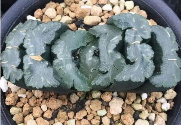 室內“多肉黨”福音,6種多肉特耐陰,沒光也能養爆盆 室內“多肉黨”福音,6種多肉特耐陰,沒光也能養爆盆