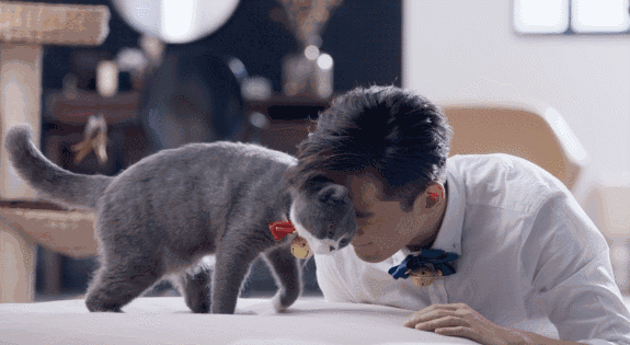 貓：“你們饞了半輩子的男人，被我吸了！”