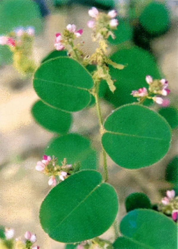 落地金錢——廣東金錢草植物非試管高效快繁技術快繁廣東金錢草