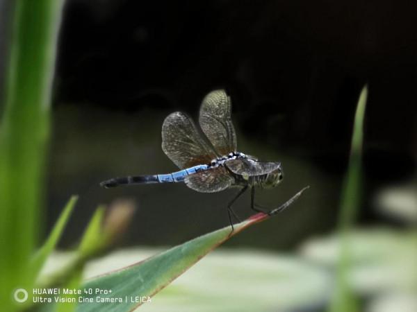 華為Mate40pro+鏡頭下中秋的日與夜 華為Mate40pro+鏡頭下中秋的日與夜
