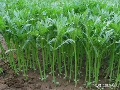 茼蒿菜種植正當時,掌握種植技巧才能種得好 茼蒿菜種植正當時,掌握種植技巧才能種得好