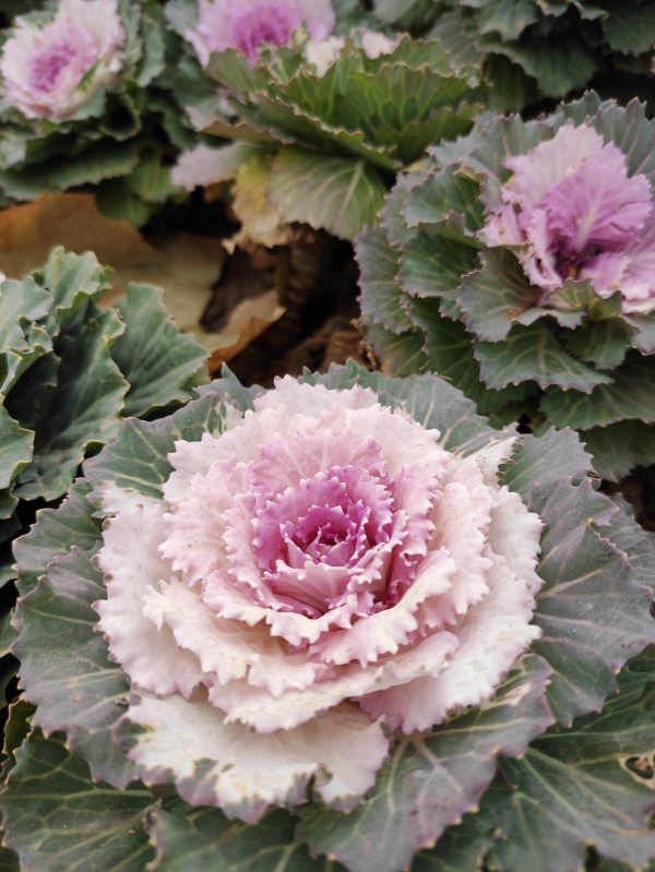 4種花適合短時間養殖，開敗了就扔掉，別心疼