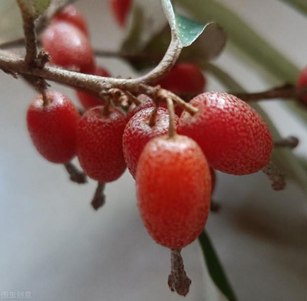 好吃的野果子大盤點，有的身價倍增，快要吃不起了