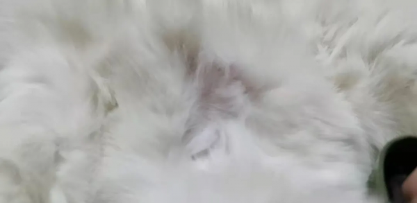 貓也有抑鬱症，你家的寶寶中招了嗎