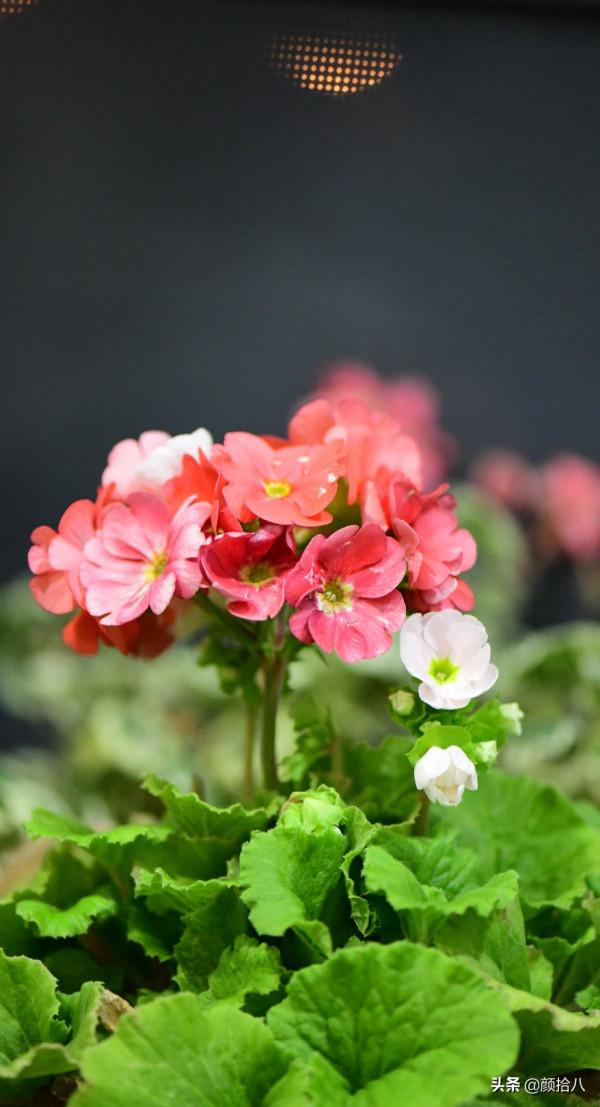 萬物起始，立春暖陽下，等待花園甦醒 &vert; 園丁