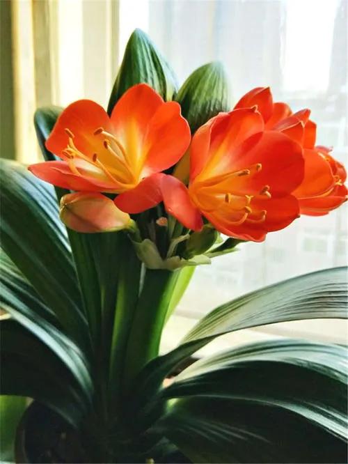 分享圖片：醉美君子蘭