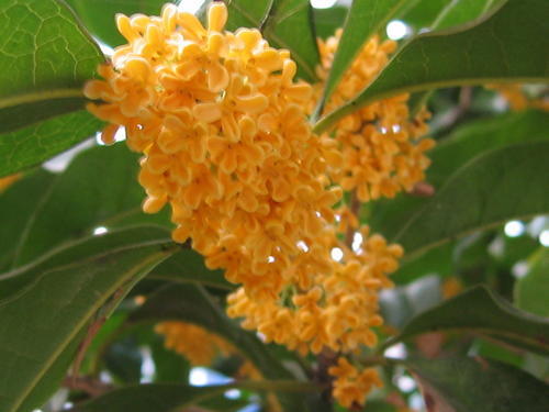 帶你欣賞桂花品種大合集