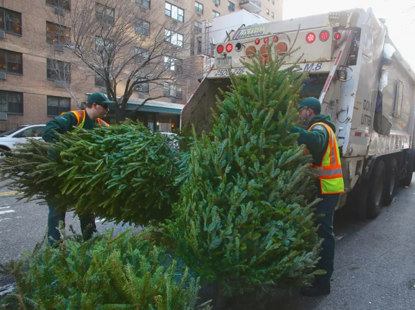 聖誕節過完了，聖誕樹要咋處理啊？盤點波士頓回收聖誕樹方法