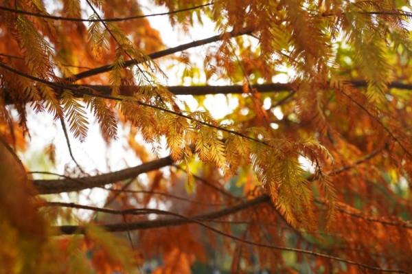 一起到趙巷的公園裡偷得浮生半日閒吧
