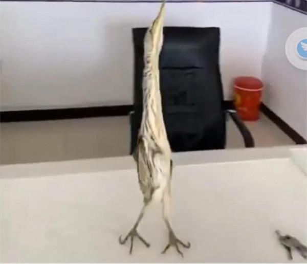 “尖叫雞”原型——黃葦鳽:任爾風吹雨打,我自巋然不動 “尖叫雞”原型——黃葦鳽:任爾風吹雨打,我自巋然不動