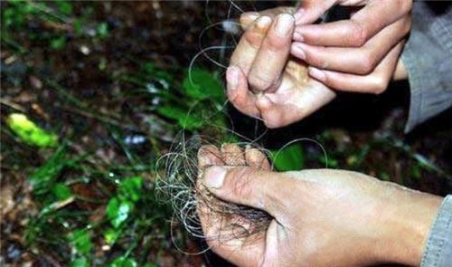 中國神農架深處真的不被允許前往嗎?為什麼要設立人類禁區? 中國神農架深處真的不被允許前往嗎?為什麼要設立人類禁區?