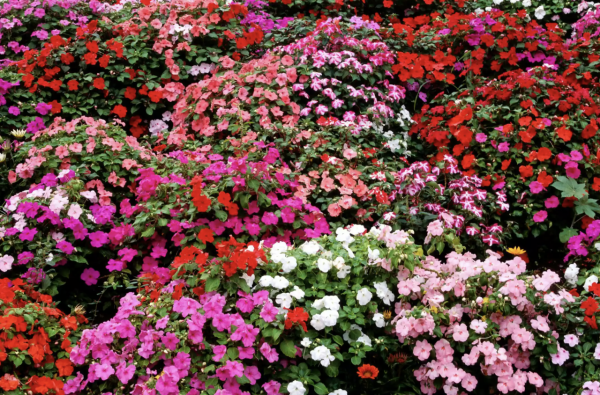 30種適合懶人養的花卉植物，漂亮易打理、適應性強，超級美