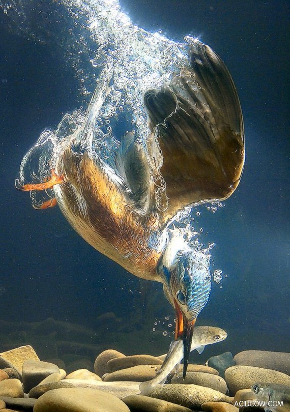 最後一隻塔斯馬尼亞虎，U-118潛艇擱淺顯真容，森林湖泊裡的怪魚