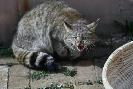 生態向好，高原喵星人萌態歸來