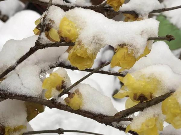 這裡的霧凇，驚豔了西河的冬日時光