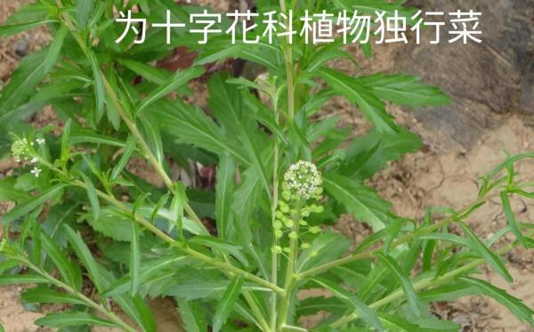 中藥古今研究：葶藶子