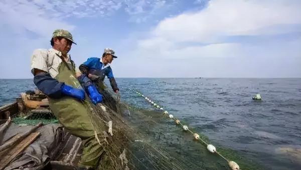 2009年老闆投入6000萬尾魚苗，魚集體失蹤，4年後靠魚年收3000萬
