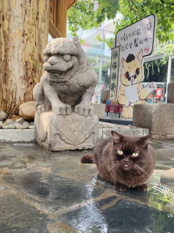 貓館長的守護神,是你嗎? 貓館長的守護神,是你嗎?