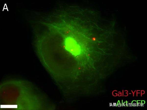 徠卡共聚焦課堂第七講：活細胞成像技術知識點