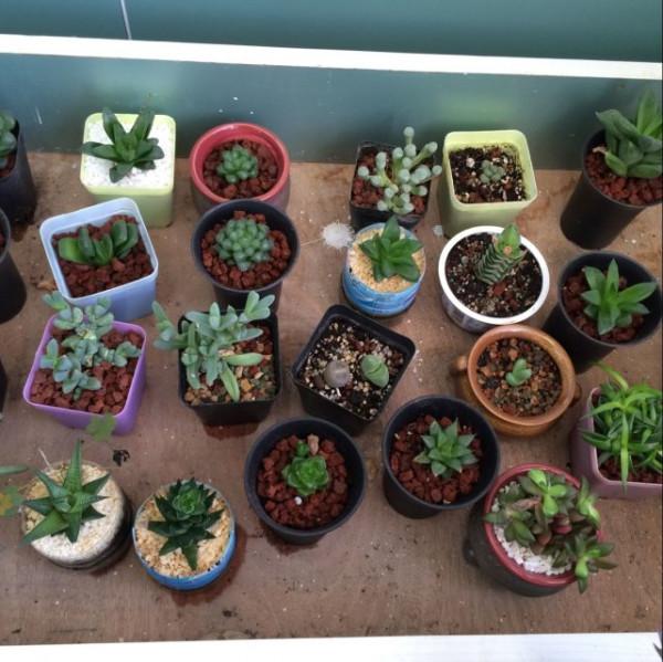 拈花惹草的日子真快樂 拈花惹草的日子真快樂