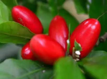 雲南的各種奇葩水果，吃法獨特，我還能叫出17種，都認識算你厲害