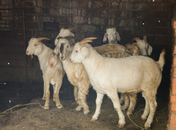 百年非遺技藝唯一傳承人，24年只用木桶燒羊肉